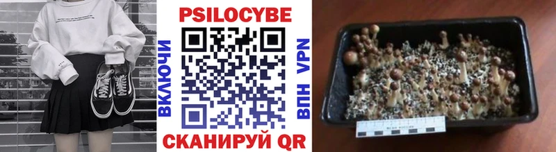 где можно купить наркотик Кадников Галлюциногенные грибы Psilocybine cubensis
